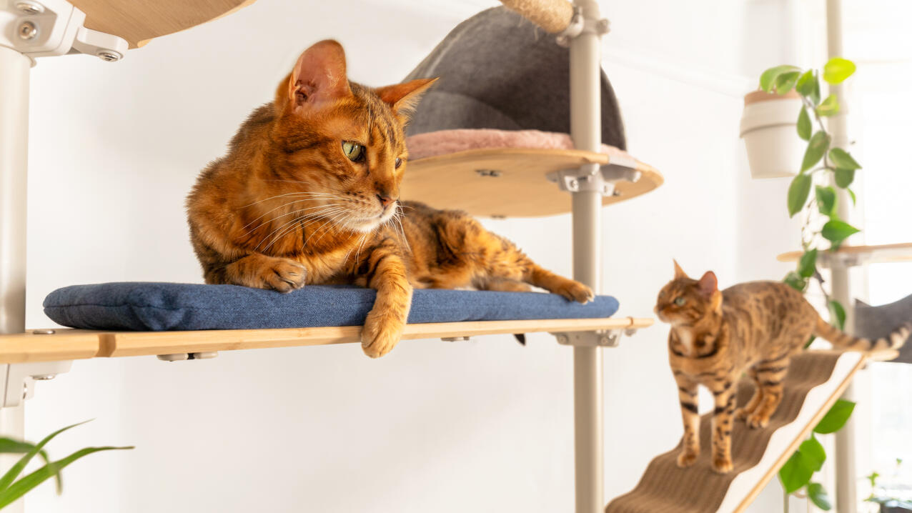 Gatto sdraiato su un ponte imbottito su un albero per gatti Freestyle 