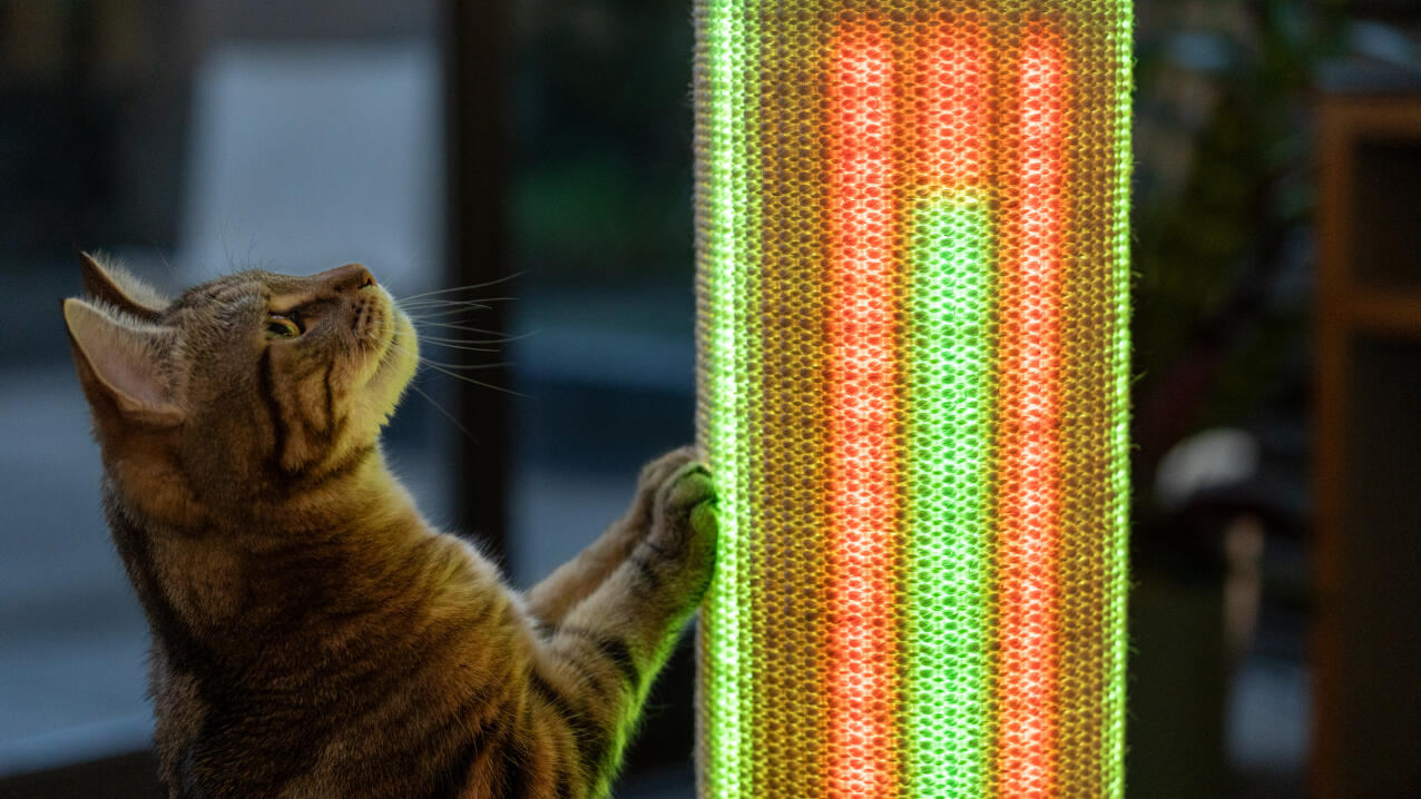 Gatto che si impegna con la modalità luce di un tiragraffi Switch 