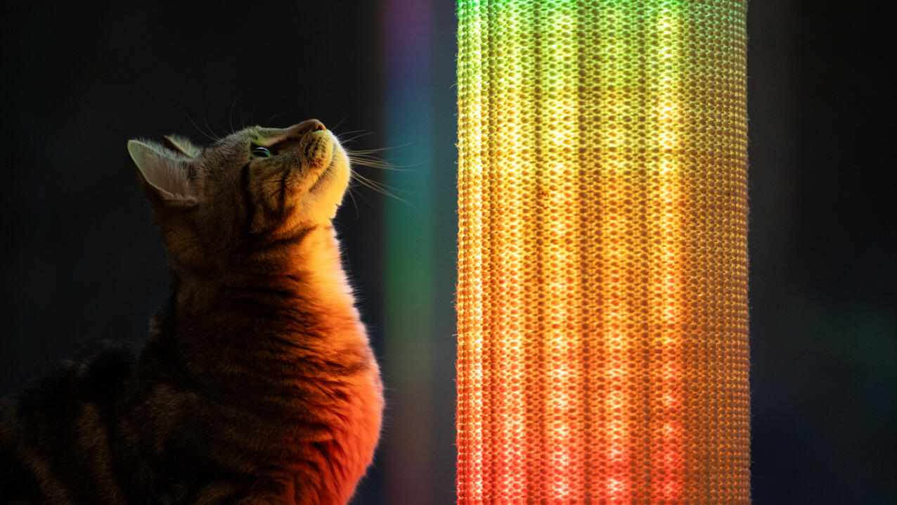 Gatto che osserva la luce colorata dell'arcobaleno sul tiragraffi Switch 