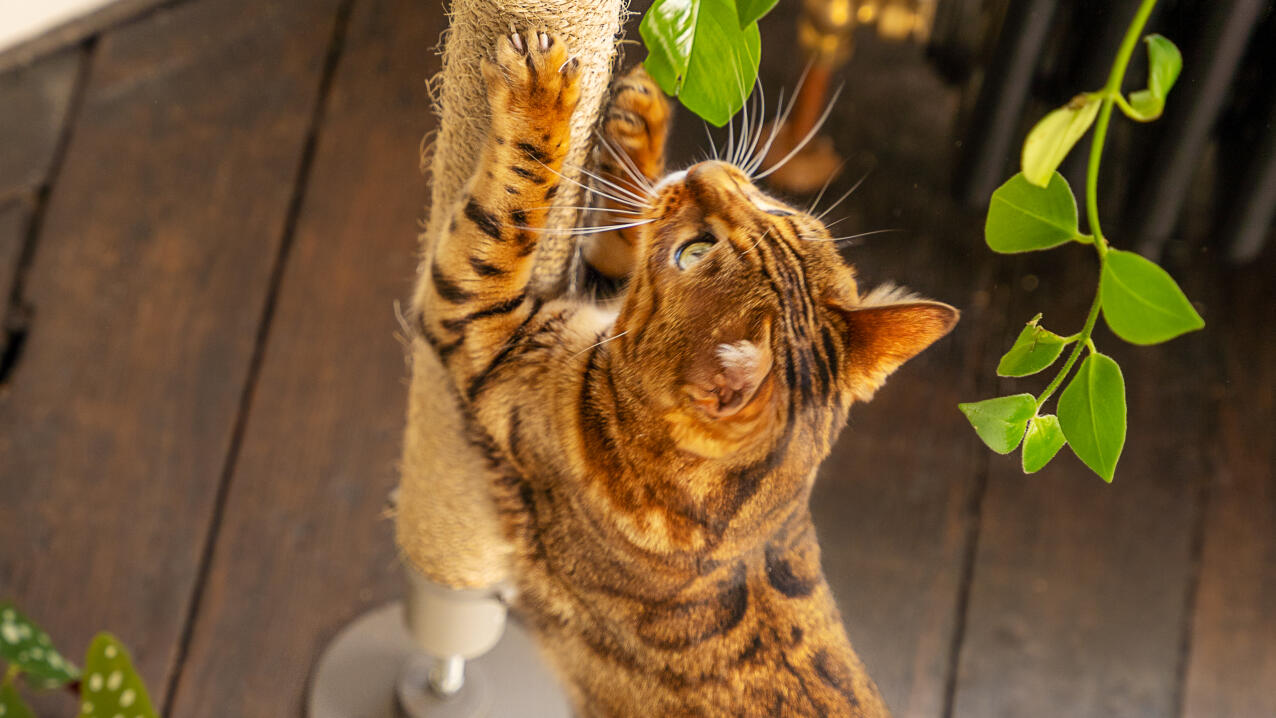 Gatto che graffia un paletto verticale in sisal