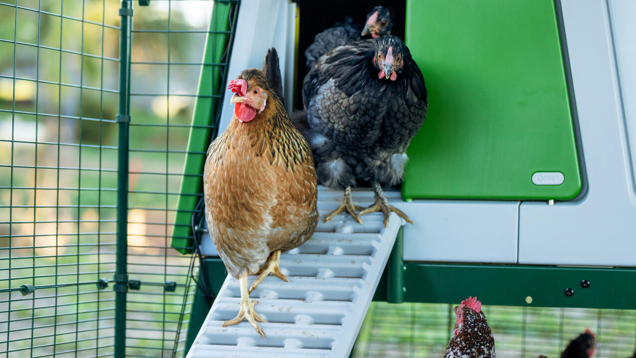 Polli che escono da un'apertura automatica del pollaio Omlet smart