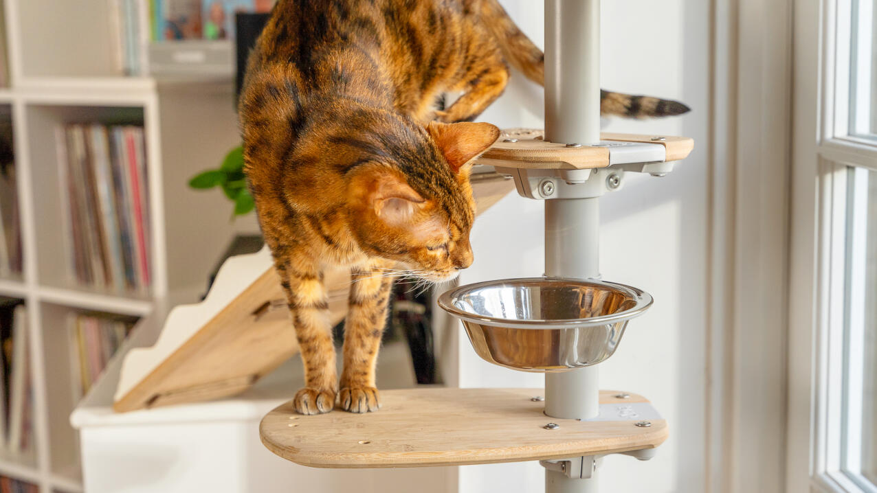 Un gatto che guarda nella ciotola del cibo su una piattaforma Freestyle 