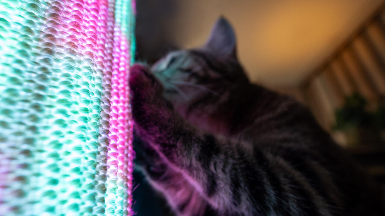 Dettaglio di un gatto che graffia su Switch con modalità di luce rosa e blu