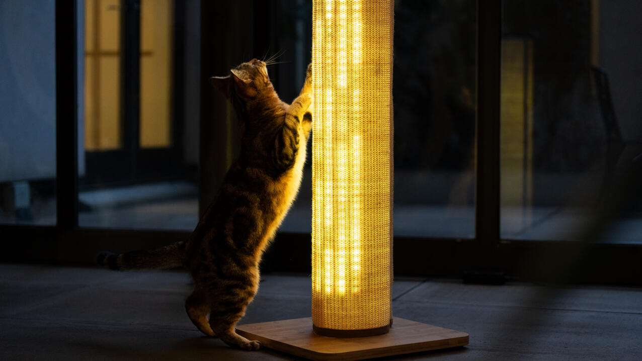 Gatto che si stiracchia contro il tiragraffi Switch con impostazione di luce calda