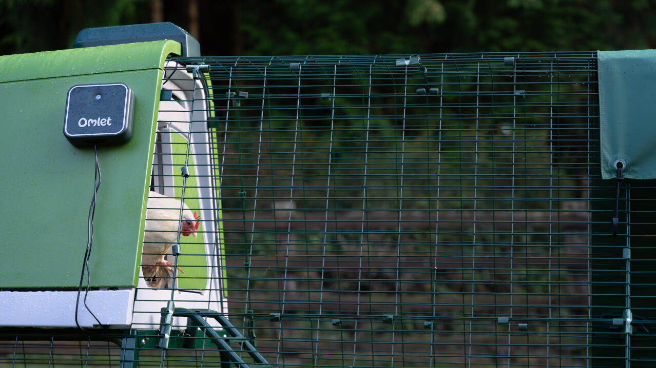 Vista laterale di un pollo bianco che esce dal pollaio Eglu Go utilizzando l'apriporta automatico