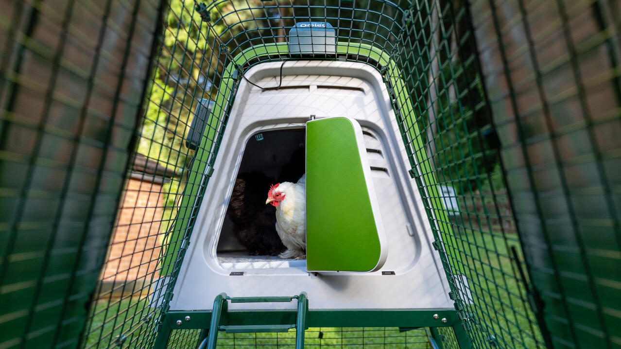 Gallina bianca che esce dal pollaio Eglu Go utilizzando l'apriporta automatico