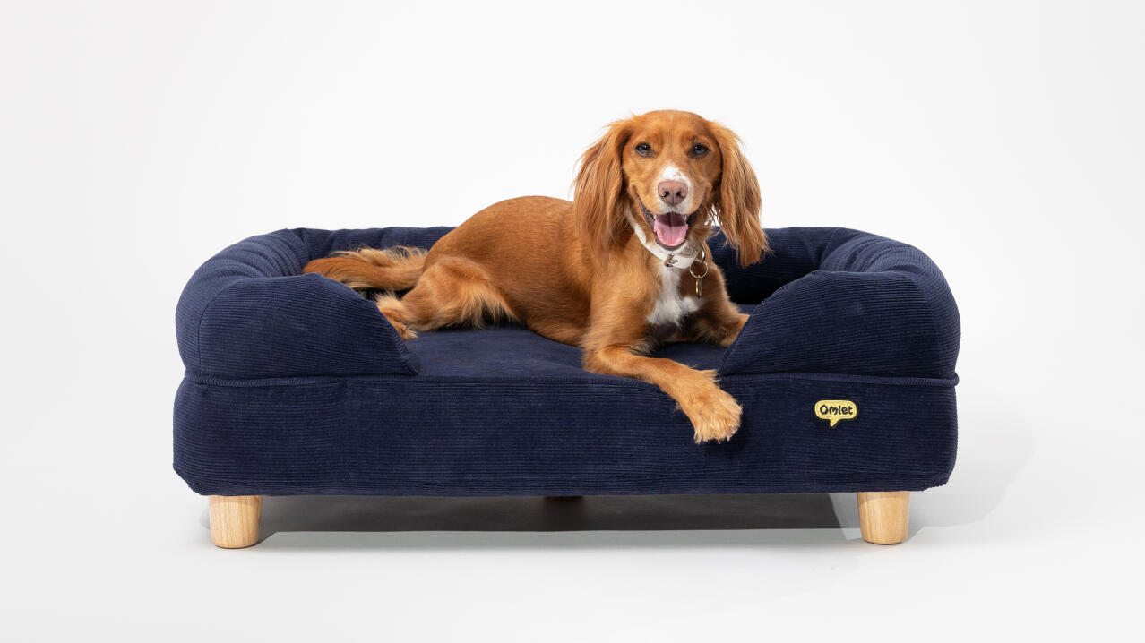 Spaniel disteso su un letto per cani in memory foam con cordino blu navy di Omlet