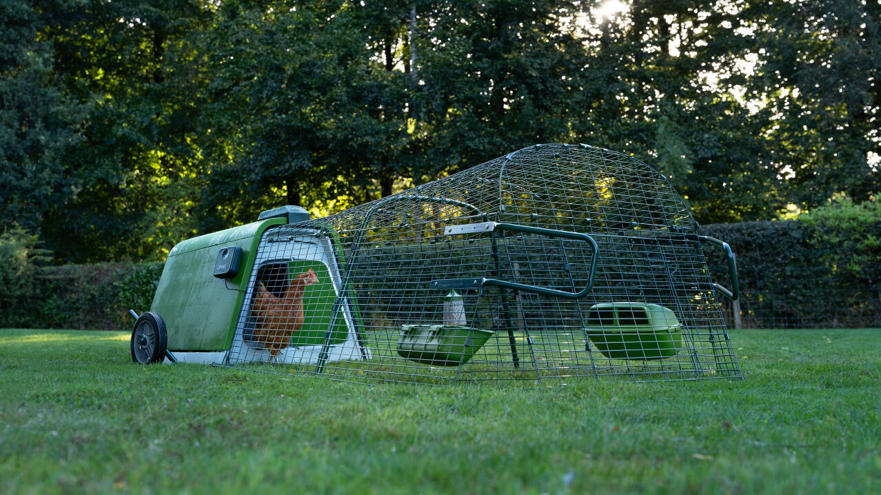 Le galline venGono fatte uscire in orario grazie alla porta automatica del pollaio Omlet per Eglu Go e Go up