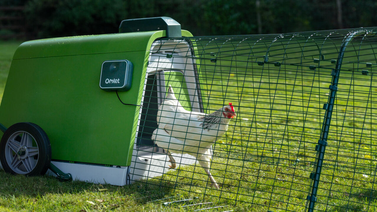 Gallina bianca che esce dal pollaio Eglu Go utilizzando l'apriporta automatico