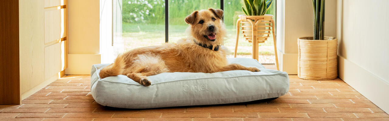 Cane di media taglia che riposa nel letto per cani Omlet con cuscino medio
