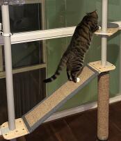 Gatto che si arrampica sulla rampa