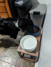 Un cane che mangia dalla ciotola blu tempesta Omlet posizionata su un supporto.