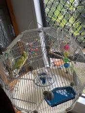 I miei pappagallini aussie verdi e Gold sunny & lunar bros amano la loro gabbia Geo con la fodera del vassoio, sono pappagallini cinguettanti e molto felici. 