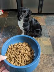 Un cane che guarda la ciotola per cani Omlet blu tempesta piena di cibo.