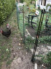 Omlet recinto per polli in giardino