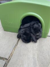 I miei conigli adorano il loro nuovo rifugio.