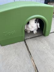 Pixie ama il nuovo rifugio. 