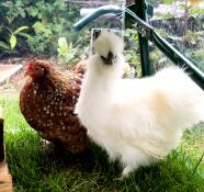 Pollo arancione con un pelo liscio e un pollo bianco soffice in un giardino