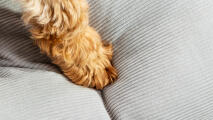 La zampa di un cane sulla cuccia con cuscino grigio ciottolo disegnata da Omlet