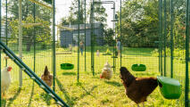 Polli all'interno di un recinto con mangiatoie e posatoi, con una famiglia che gioca sullo sfondo.
