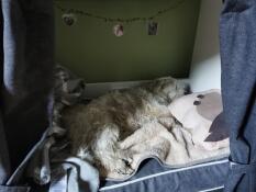 Cane che dorme in Fido Studio mobili per casse per cani