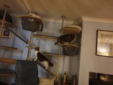 Tre gatti che giocano sul loro albero di gatto indoor