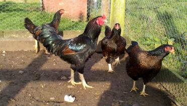 Polli nella loro corsa che guardano fuori