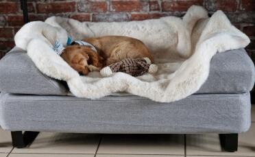 Sterling, il nostro piccolo cocker spaniel, al caldo sulla sua pelle di pecora