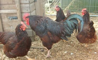 Tre galline e un gallo fuori dal loro pollaio