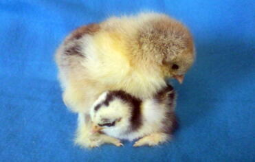 Brahma e Pekin Chicks