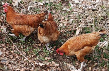 Tre galline ibride del rhode island red light sussex