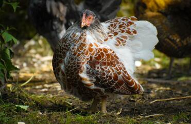 Pullet Wyandotte con lacci Splash Red