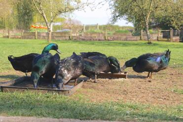 Anatre cayuga @ carlton hall farm, bedfordshire