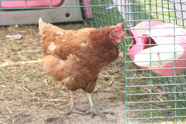 Gallina in Eglu pollaio corsa