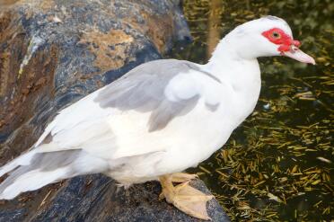 Gallina muta lavanda