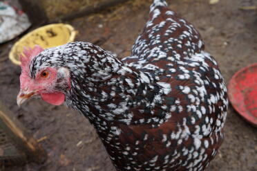 Gallina sussex macchiata