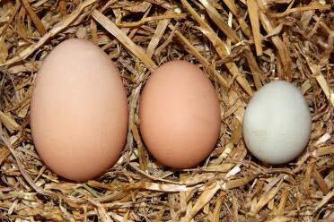 le mie galline giacevano in piccole med e grandi