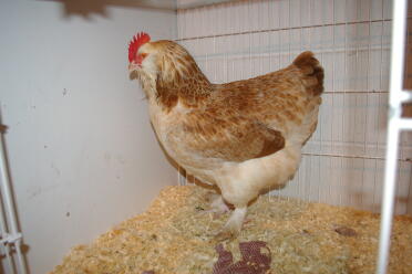 Pollo in gabbia