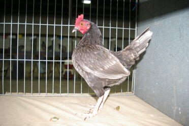 Pollo in gabbia