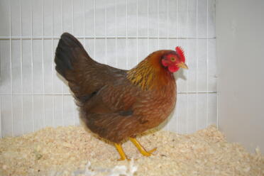 Pollo in gabbia