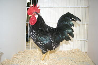 Pollo in gabbia