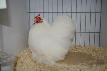 Pollo in gabbia