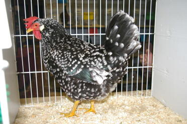 Pollo in gabbia