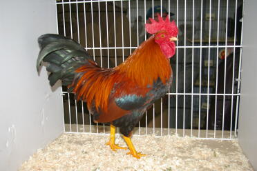 Pollo in gabbia