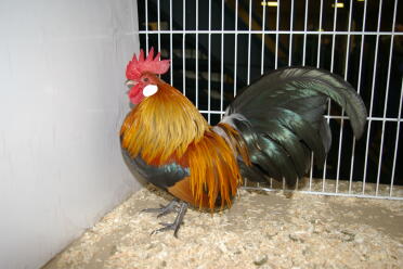 Pollo in gabbia