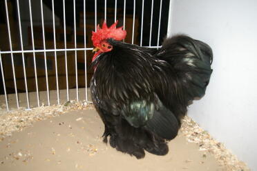 Pollo in gabbia