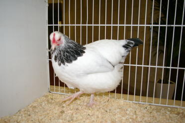 Pollo in gabbia