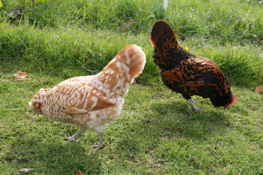 Bantams della Turingia camoscio e oro