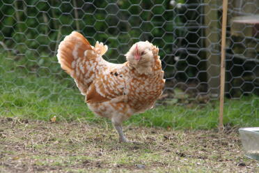 Camoscio bantam della Turingia