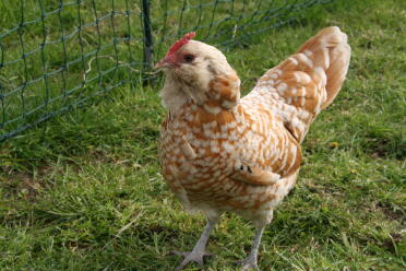 Camoscio bantam della Turingia